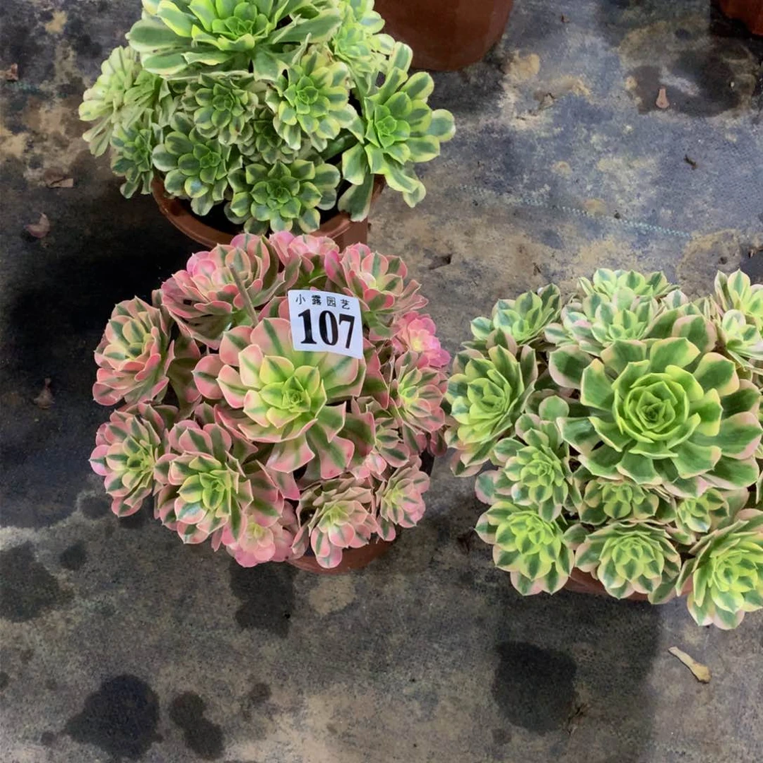 风**人多肉植物107种88888