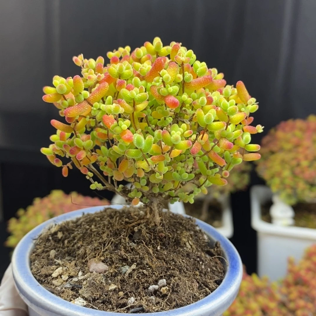 当前无花朵，栽培后可花朵20号蜜橘糖球（带盆）