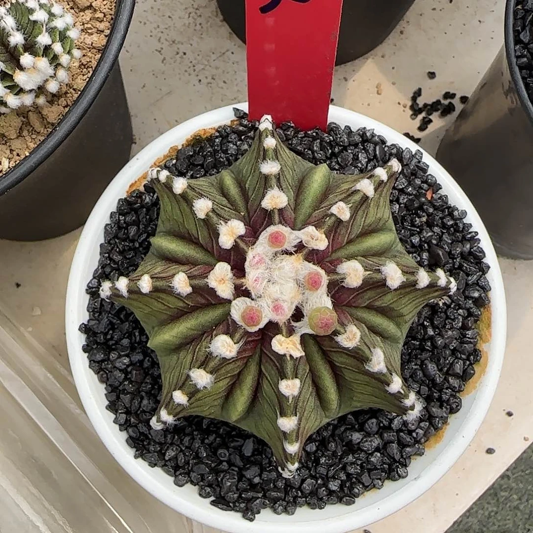 星*魏泰国米哈812-0510