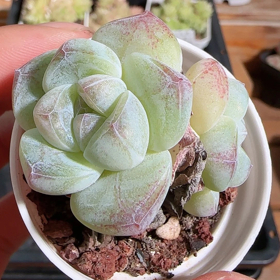 1108----713冰玉双头