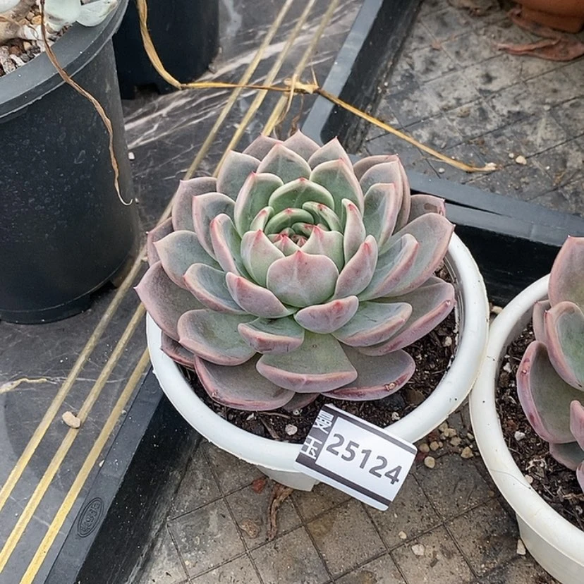 【闪购商品】夜魔侠25124