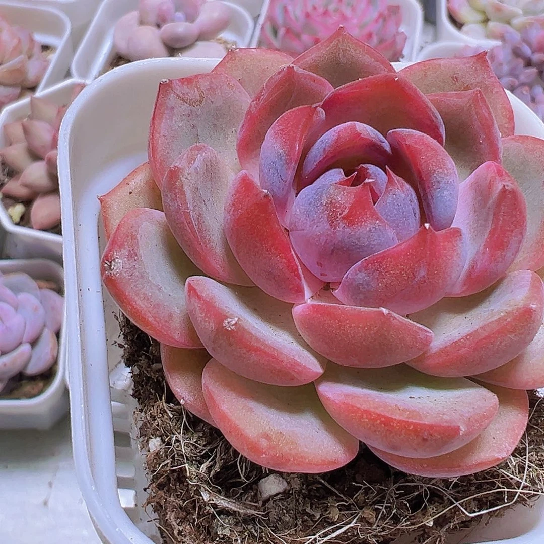 蓝莓19包邮多肉植物
