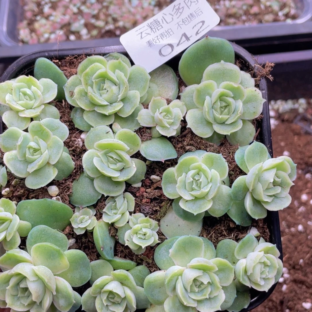 云糖心多肉植物42