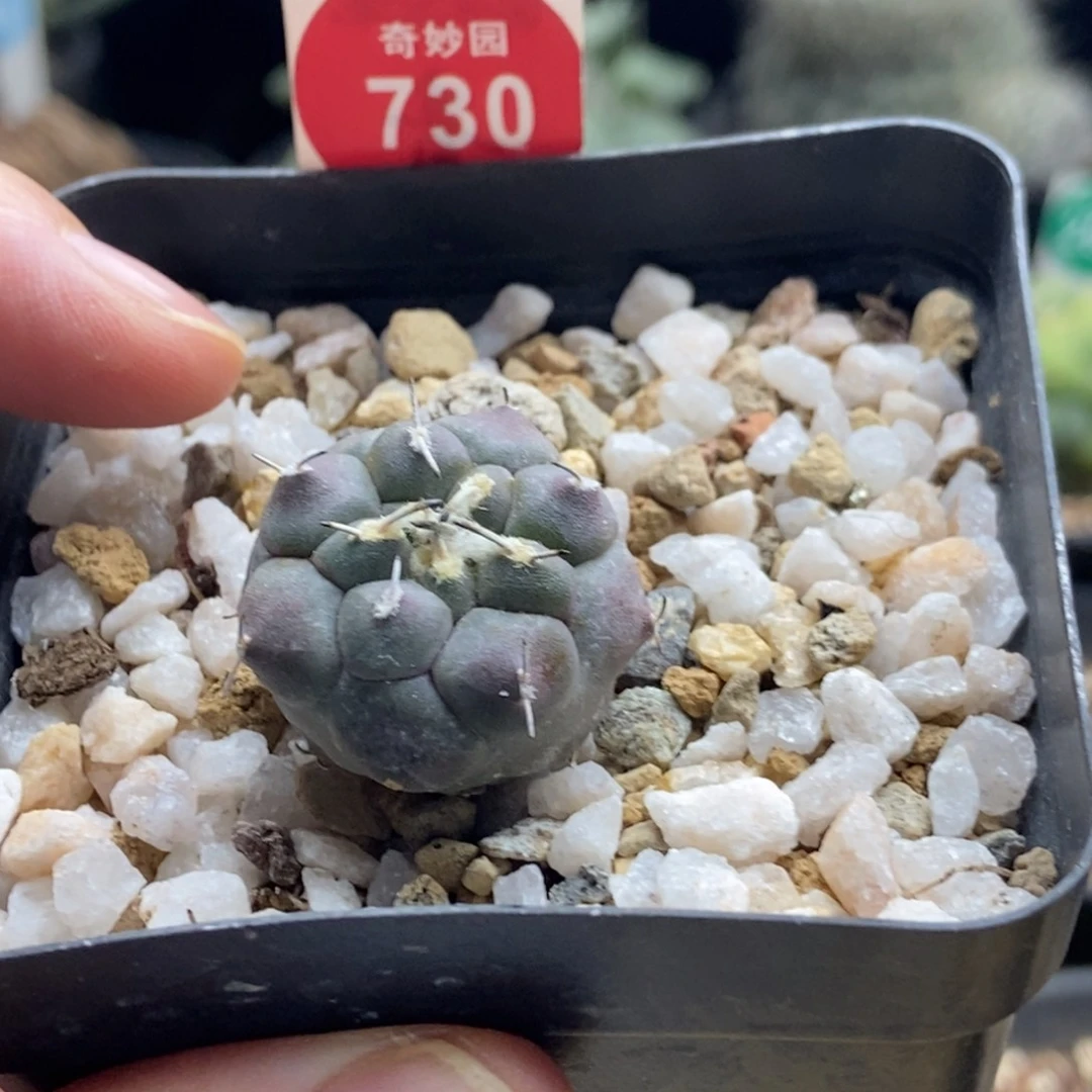 实生冬云娇丽2.4cm一棵仙人球