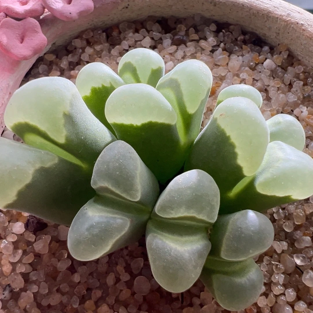 1486优选1802.84极窗八头母本