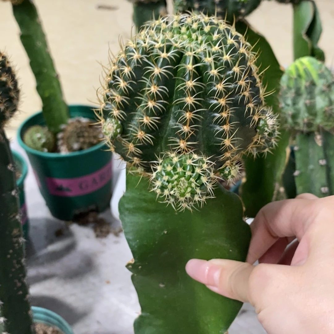 新品丽花L39母本带侧芽