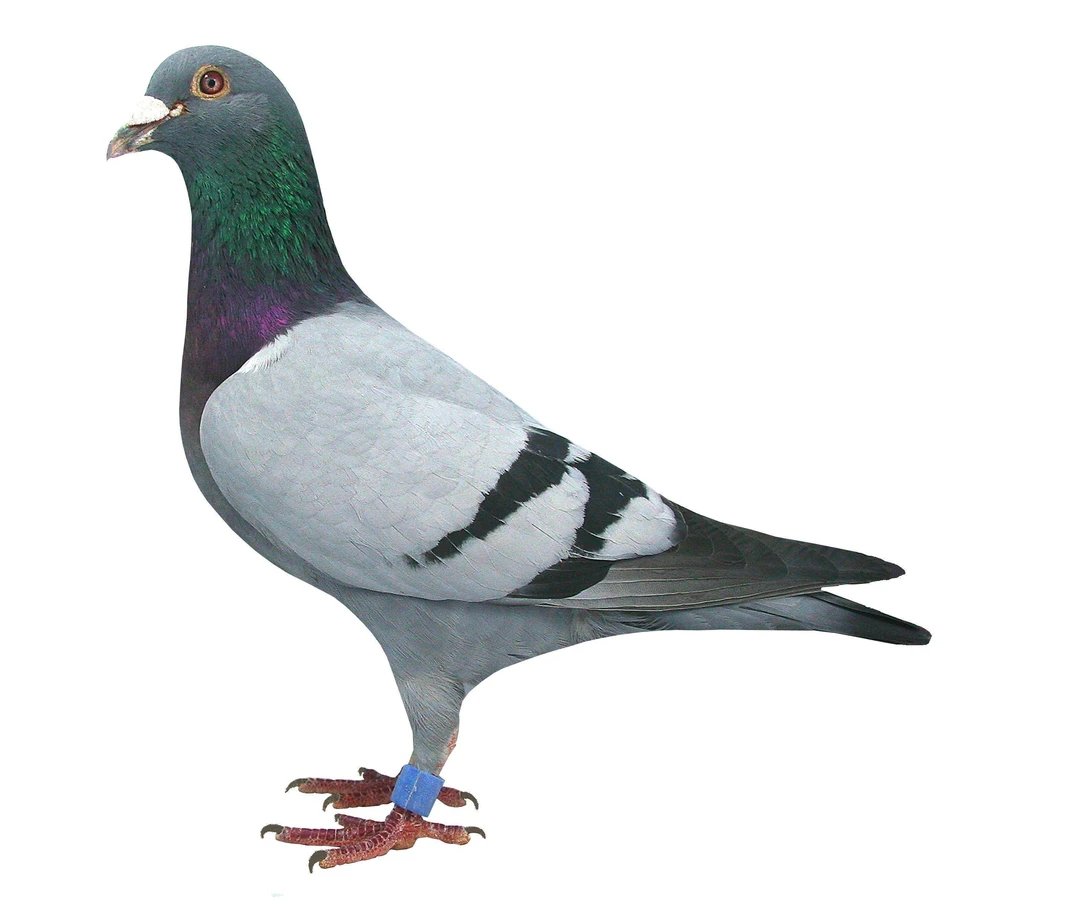 新疆本土蓝鸽子 五只装