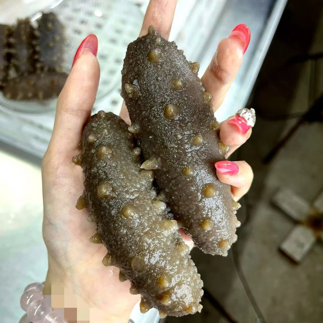 大连即食海参 独立真空包装 品质保证