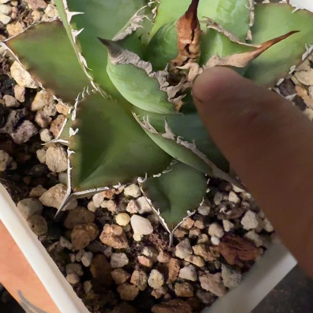 无花朵龙舌兰仁王冠003