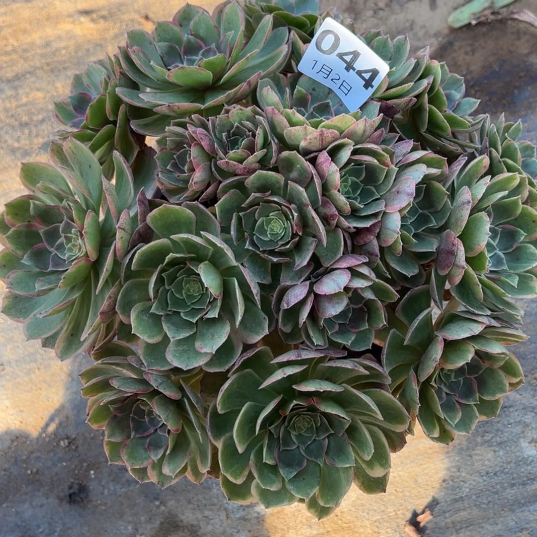 1.2-44粉花妖多肉植物