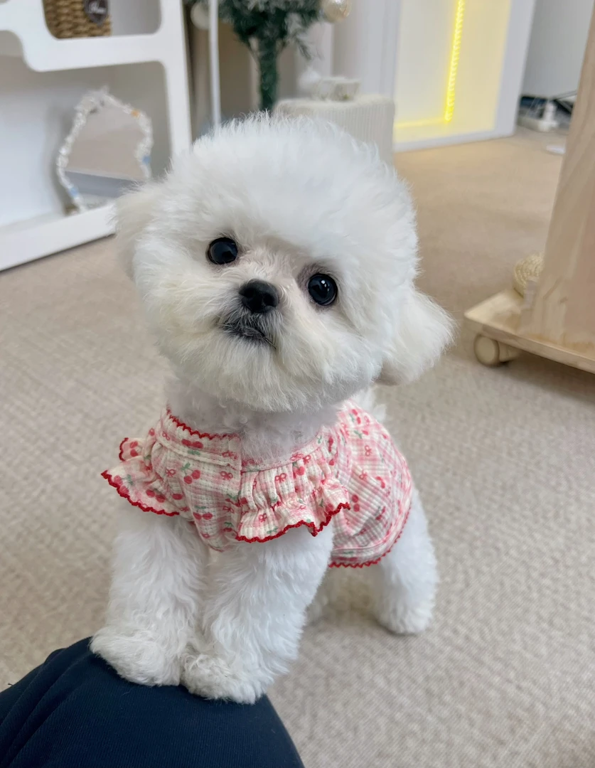 粉樱映夏宠物衣服丨小饼干手作