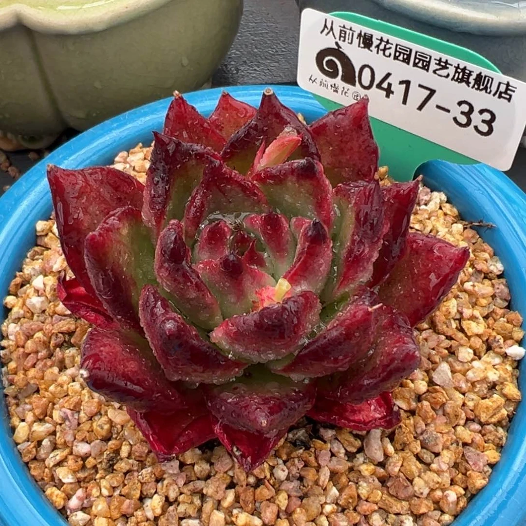 从前慢多肉精选编号0417.33