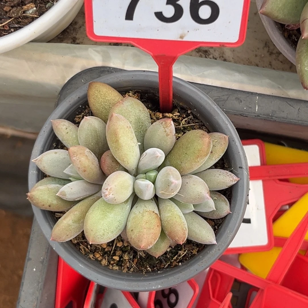多肉植物红体哥特736