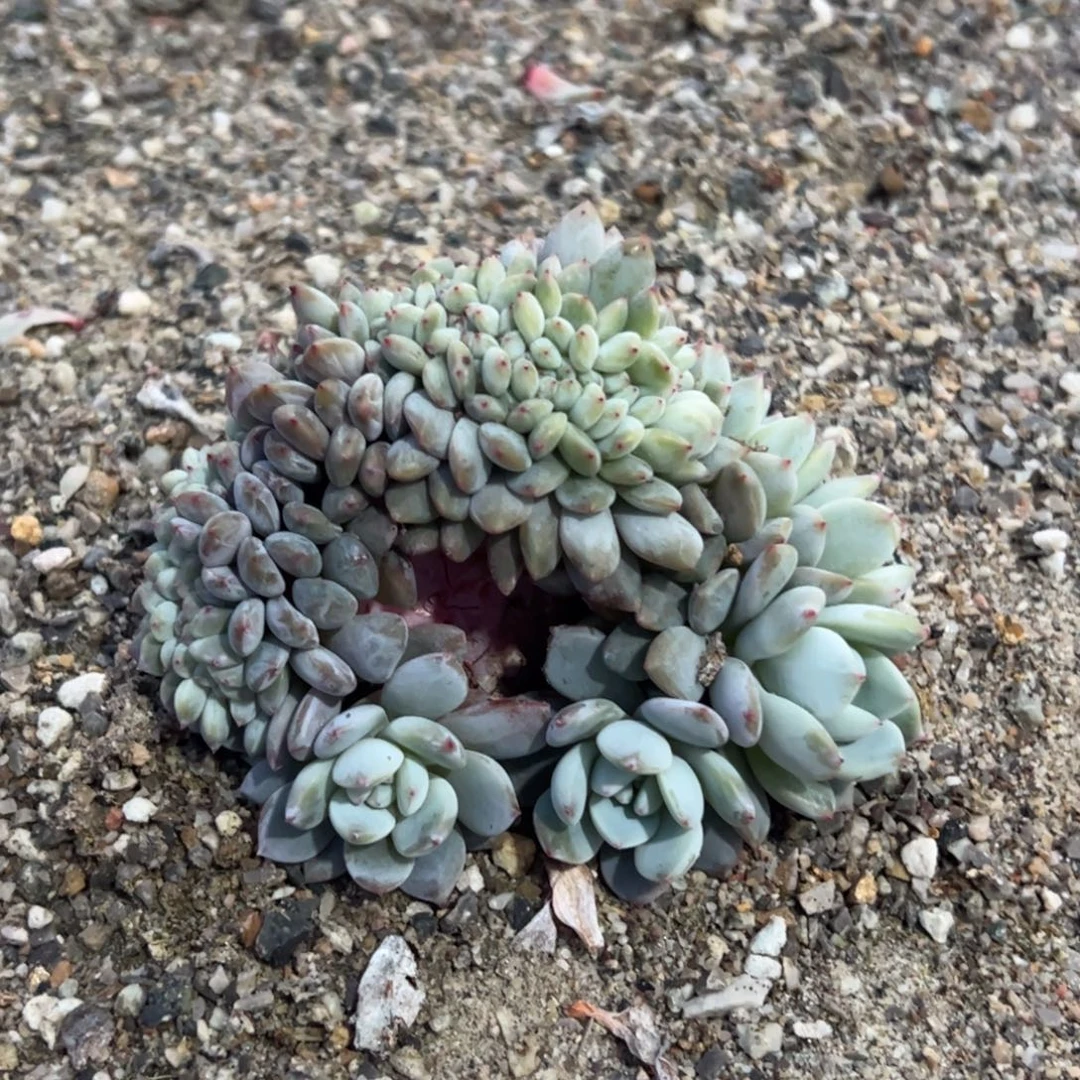 A7的人多肉多肉多肉多肉