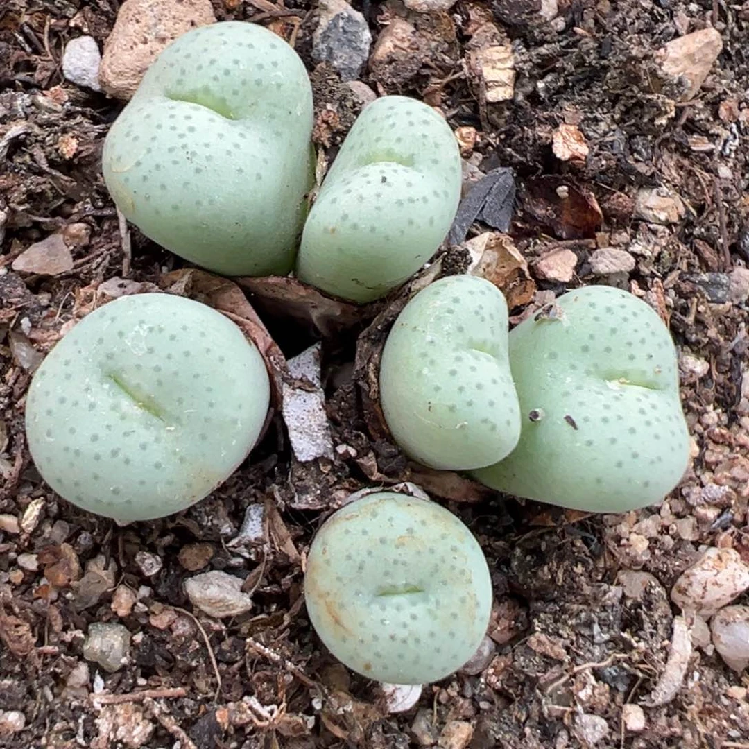 6.29好看的多肉脱土发货201