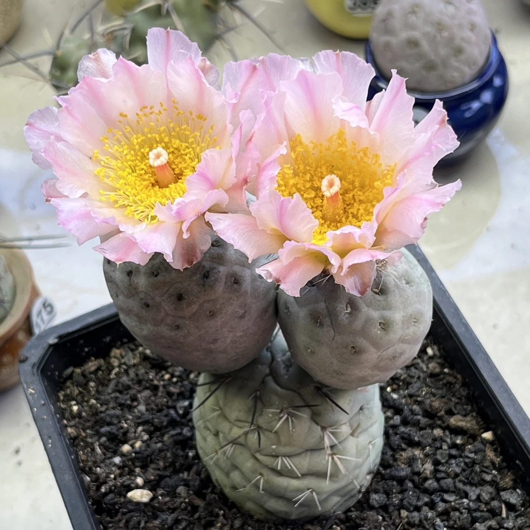 花友专拍150链接