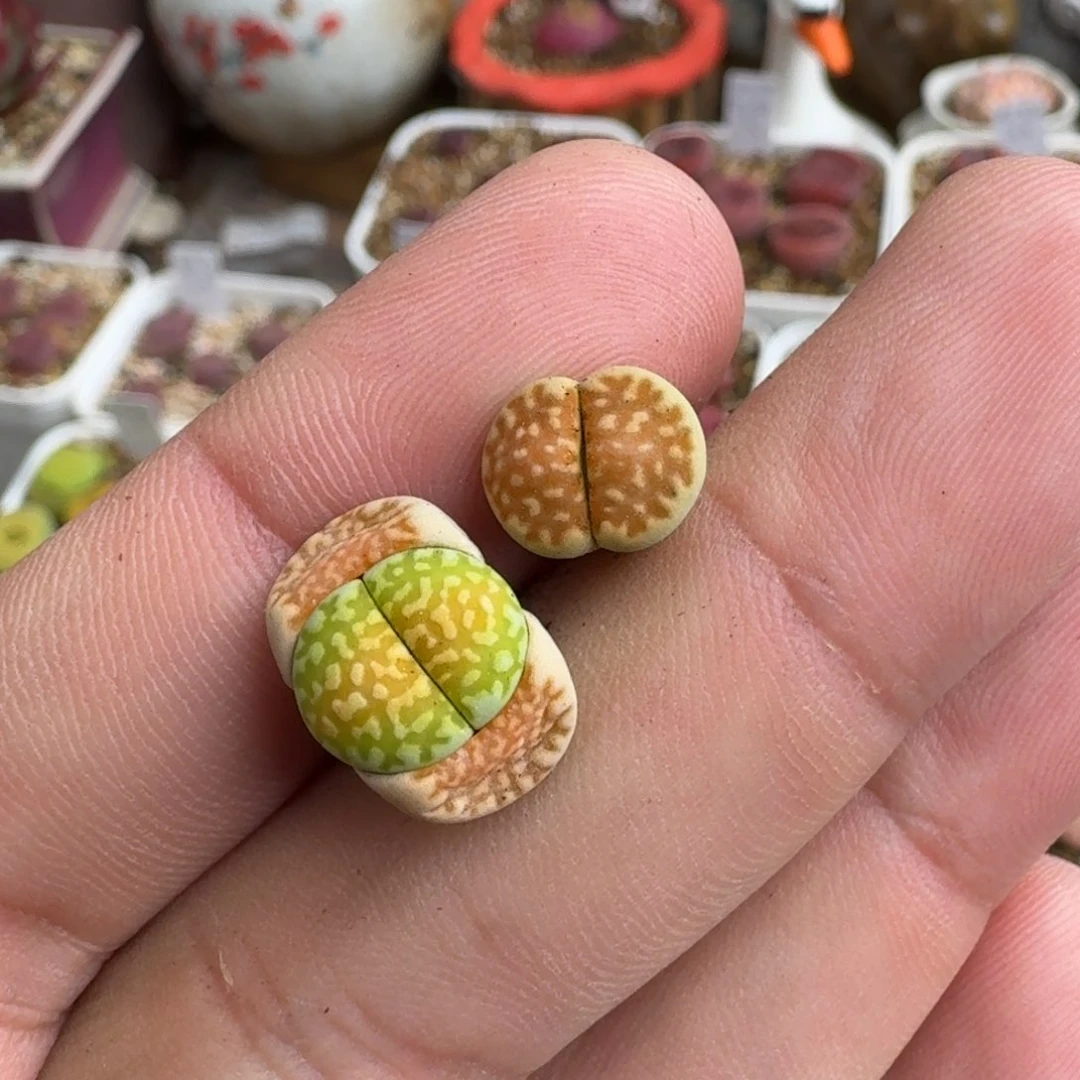 草****SF270青柠三年多干养