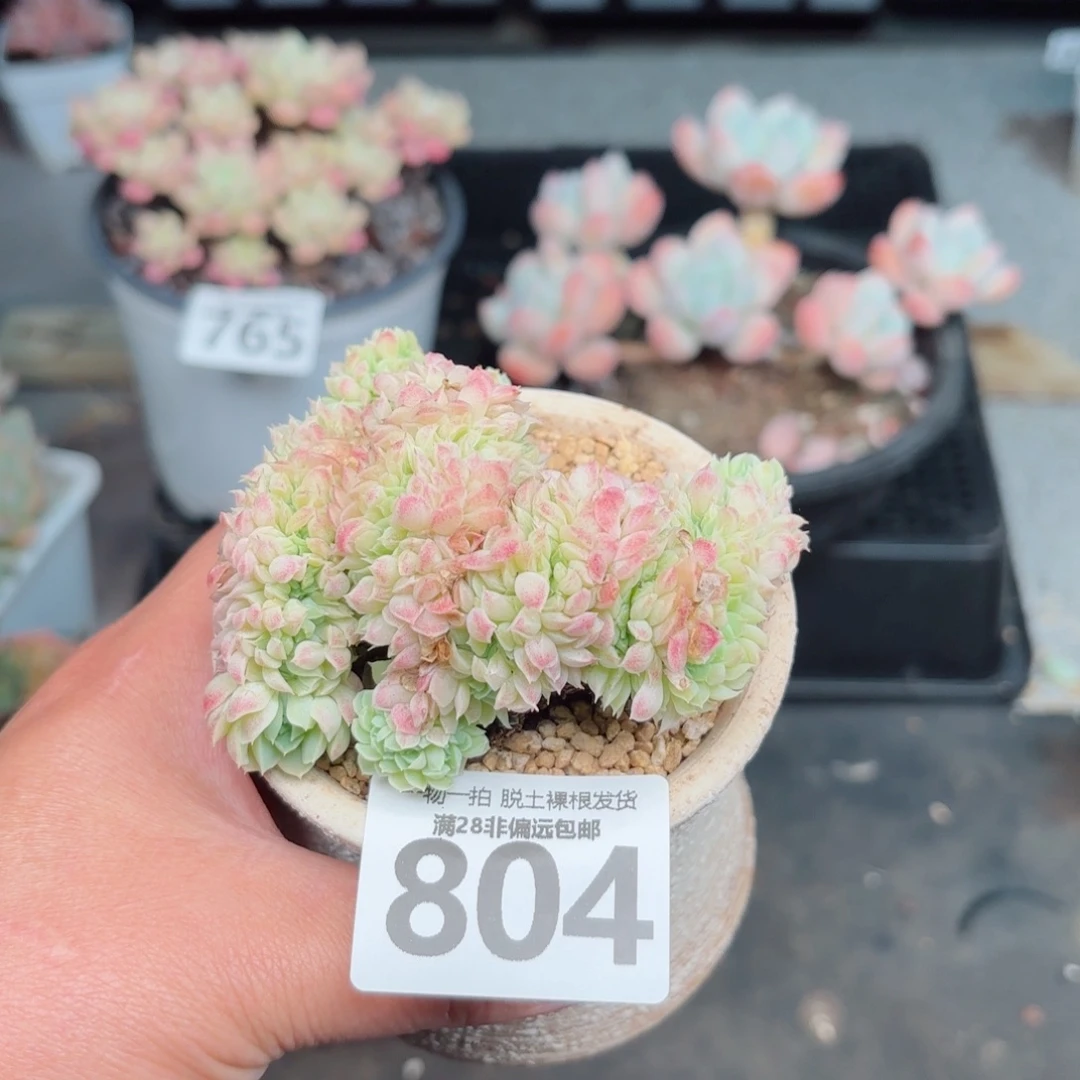 羊脂球缀化无盆土发货