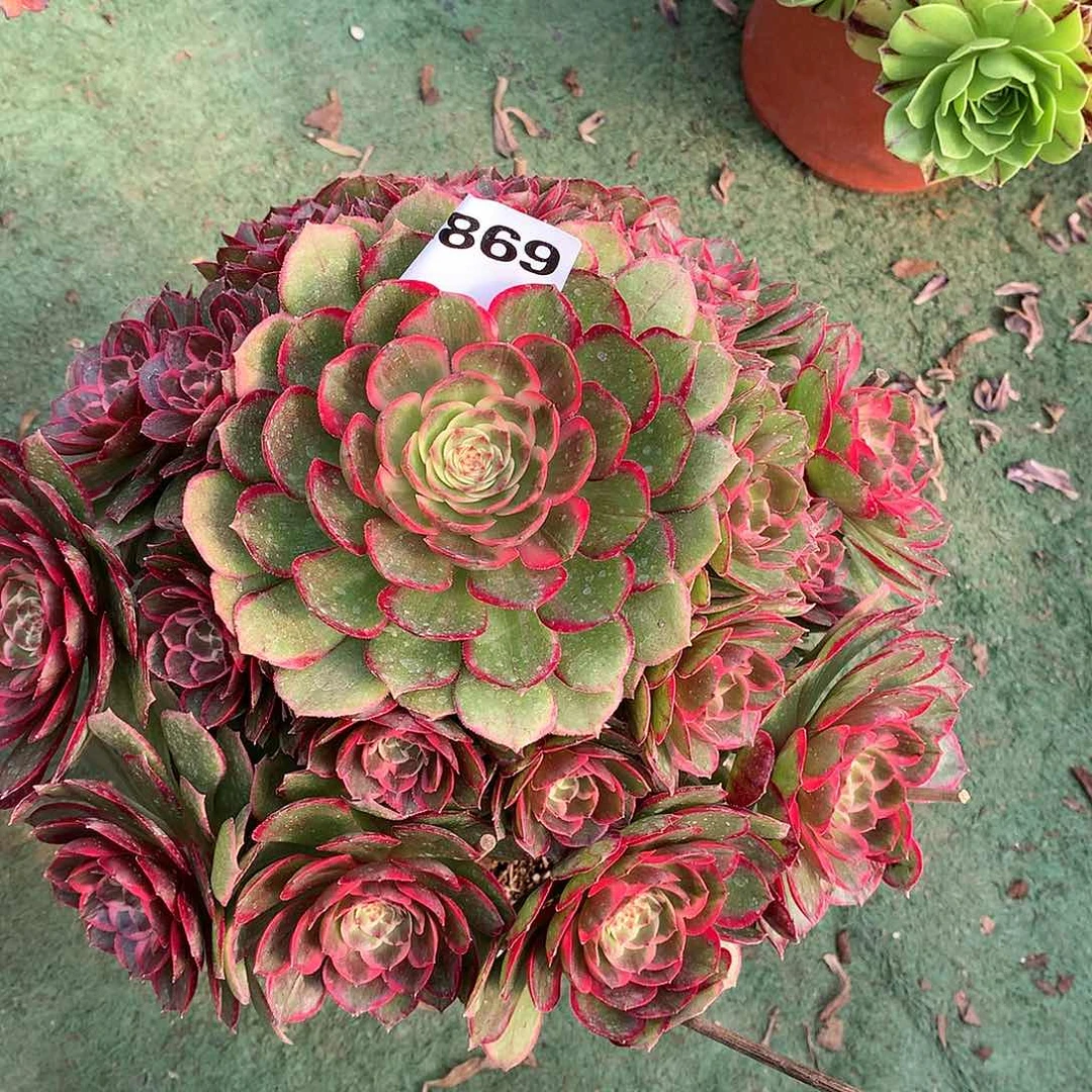 ?*?869.粉花妖多肉植物