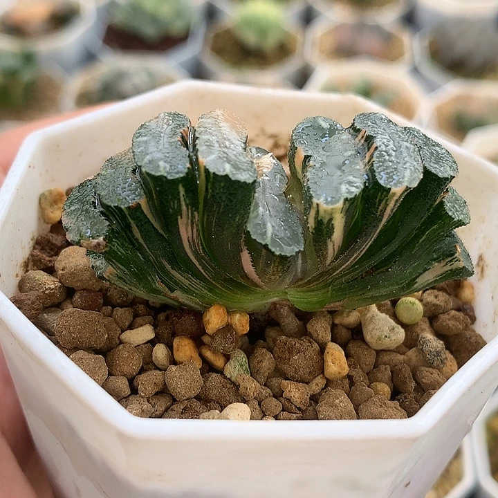 玉扇锦带盆土发货tojj