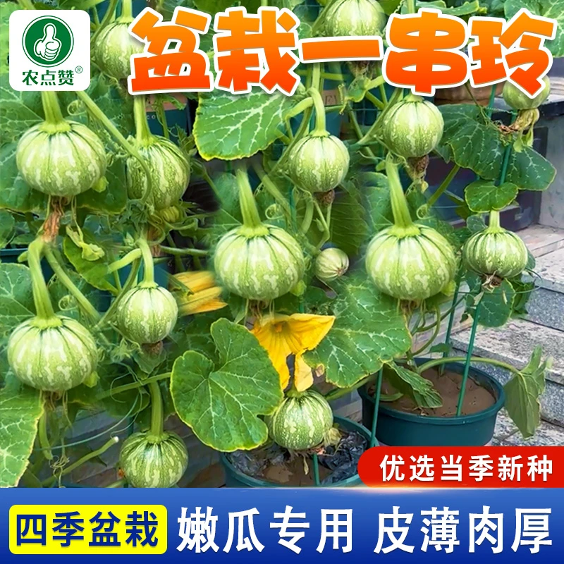 盆栽一串玲南瓜种子 早熟迷你小南瓜高产易种四季可种植蔬菜种籽