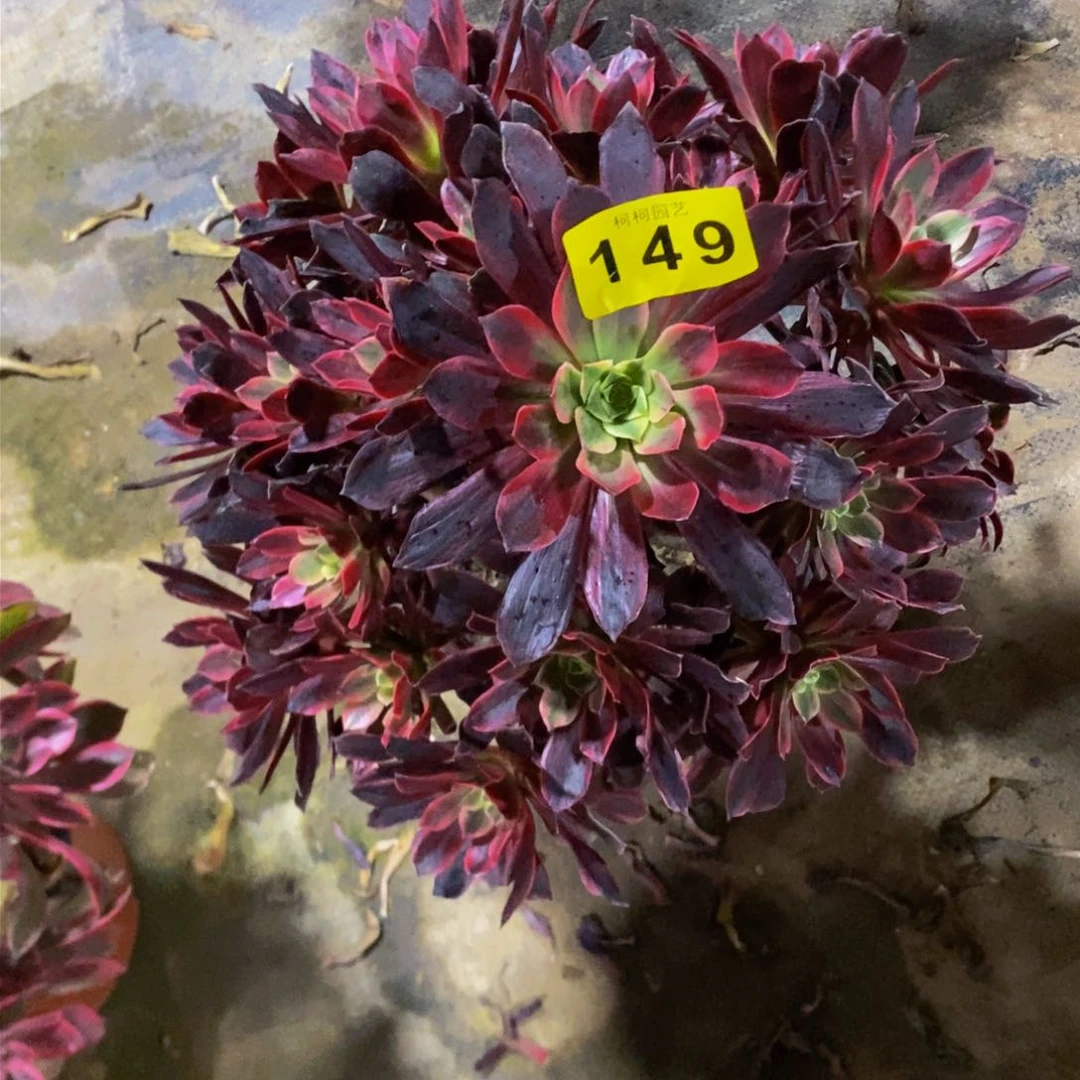 夢**方多肉0000149白婚纱