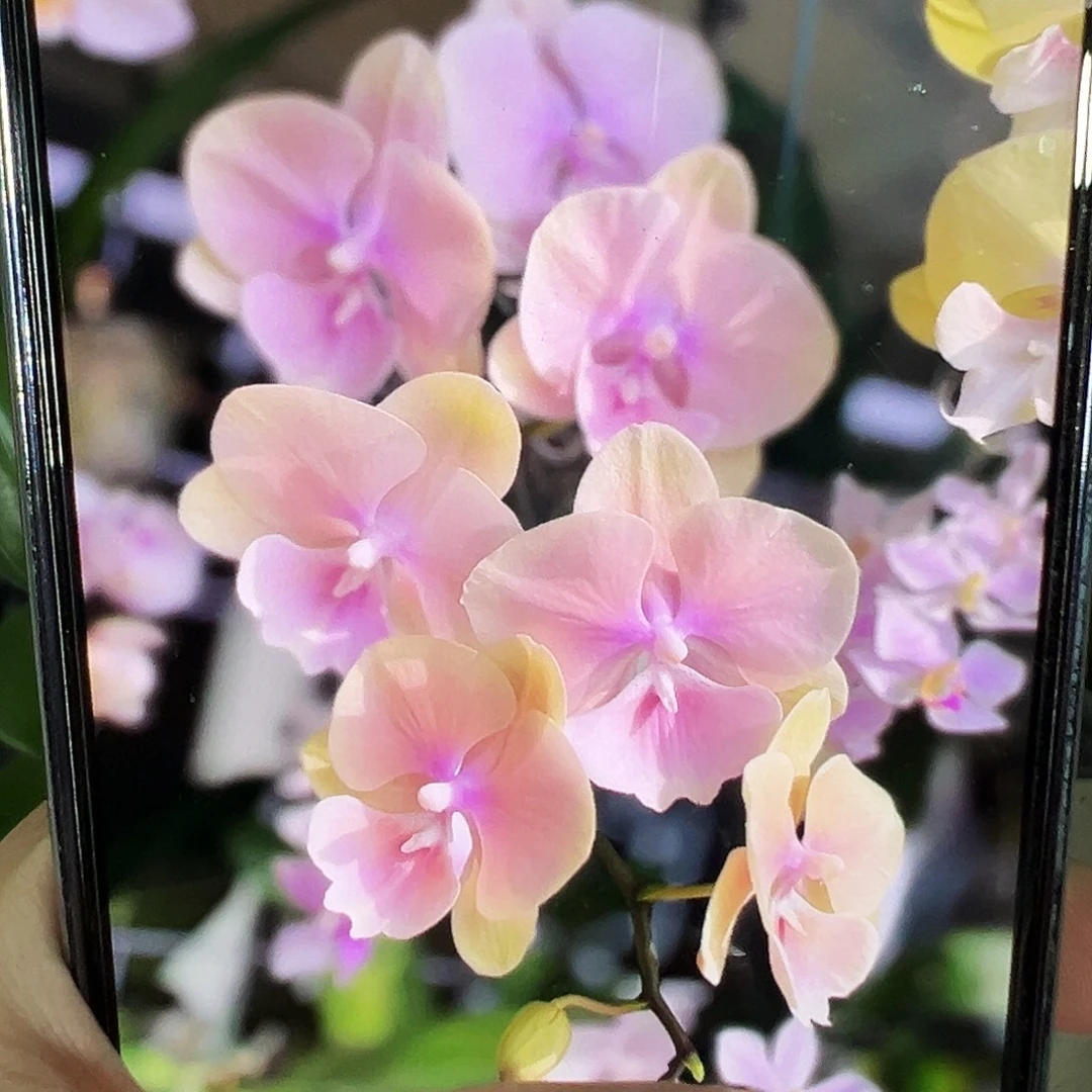 当前无花栽培后可以开花黄袍蝴蝶兰，凑单发货