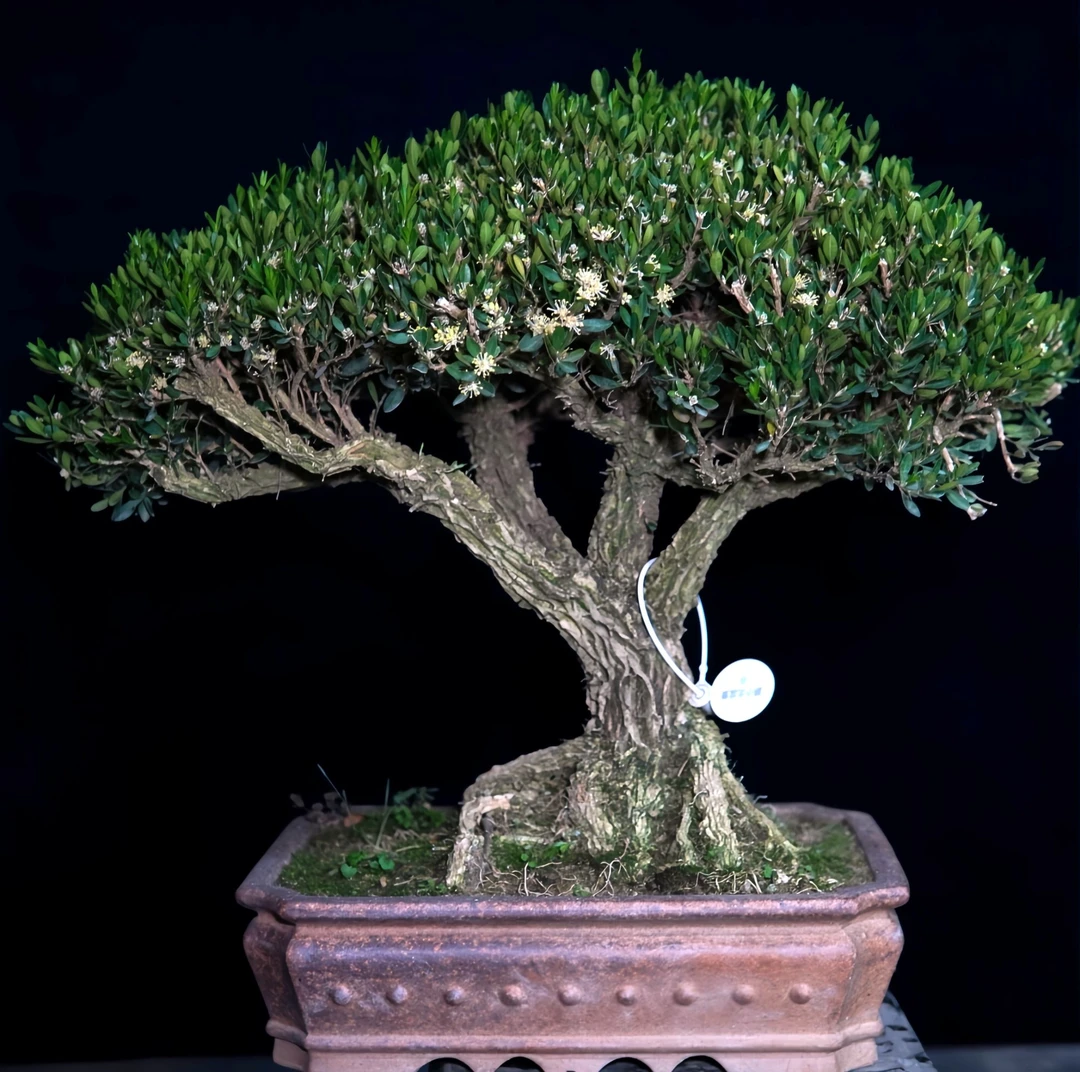 广东雀舌黄杨盆景名贵老桩四季常青室内外阳台庭院造型盆栽造型树