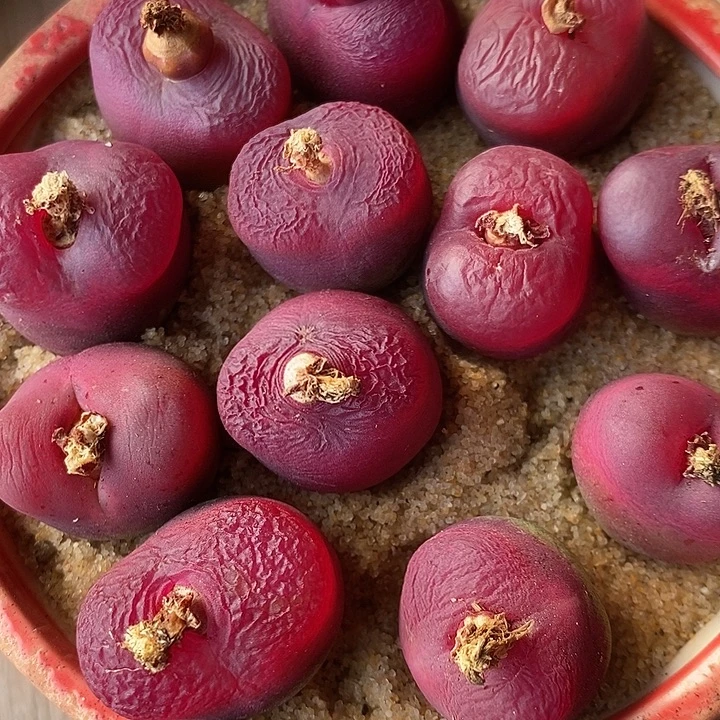 149黑超毛一颗。