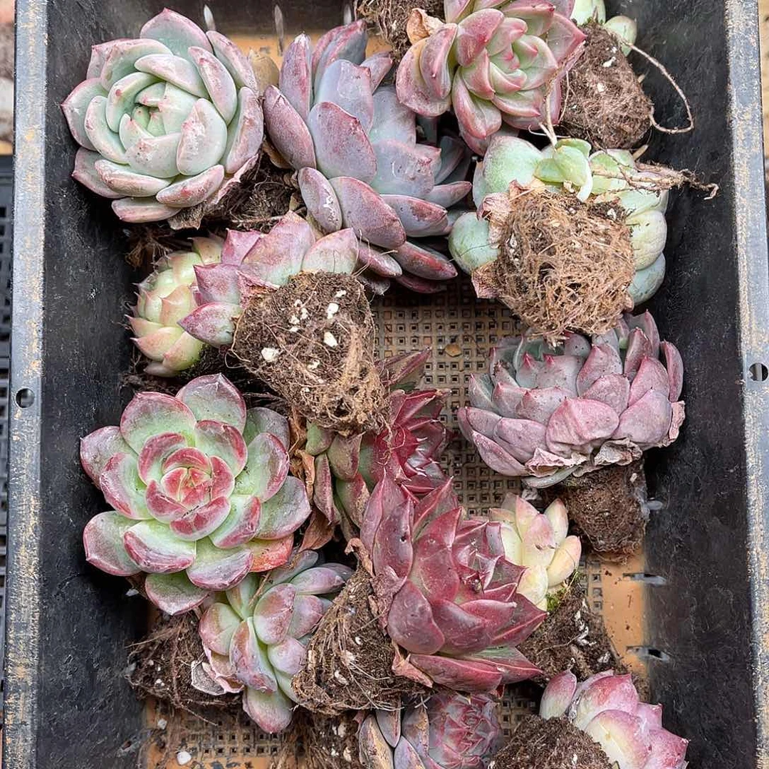 多肉一物一拍23-165