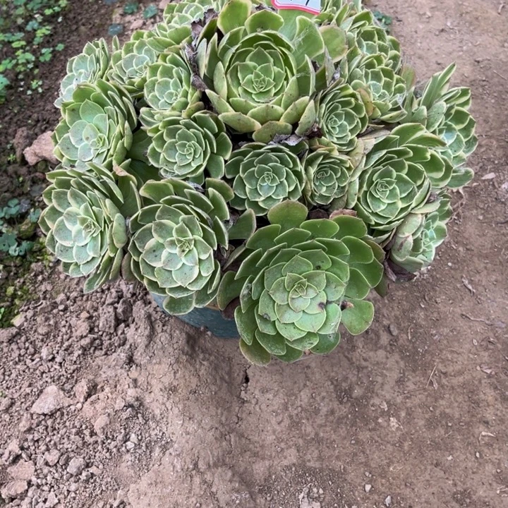 434粉花妖多少植物