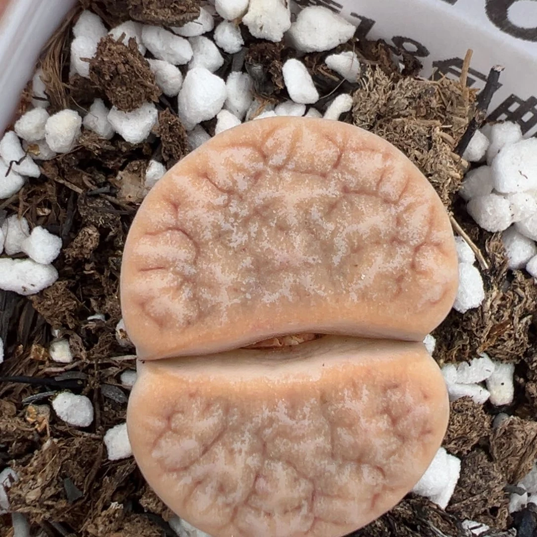 【闪购商品】1160……