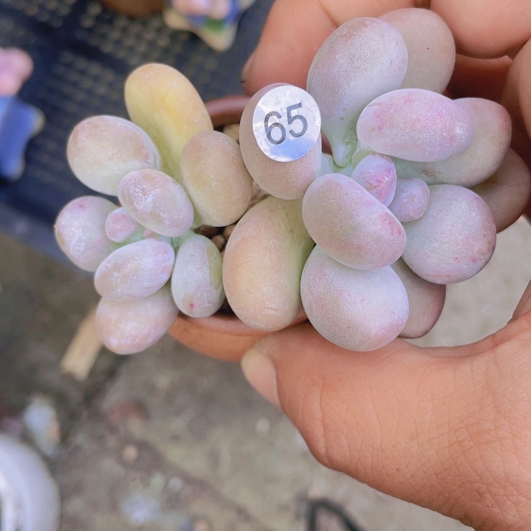 信***涛程雪球拓土发货了