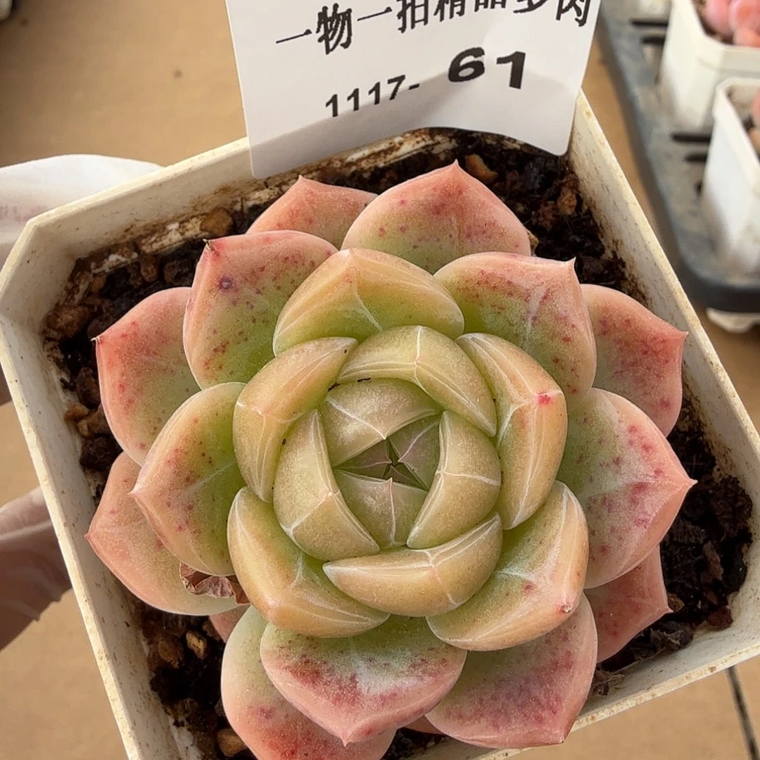 1117-61单颗多肉组合（一物一拍）