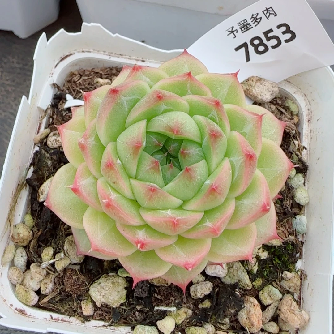 青梅，7853多肉植物