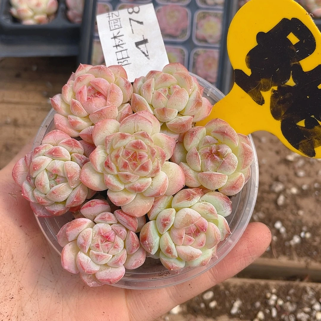 量拍多肉植物多肉植物478