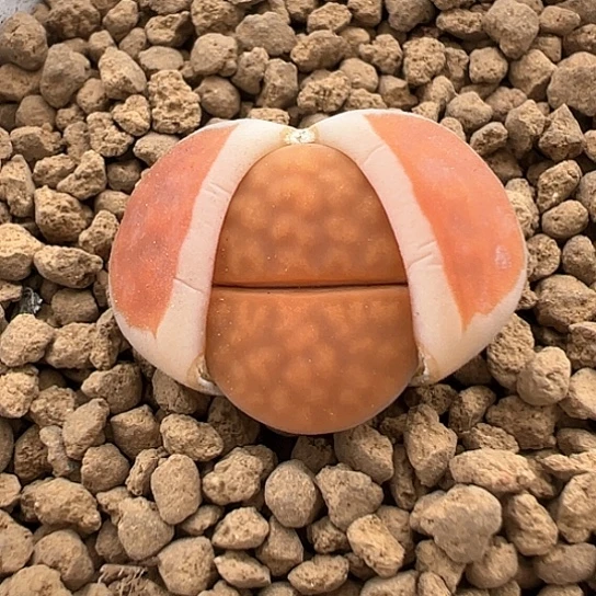 055，冰橙福利11111