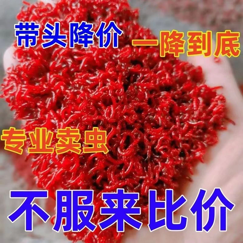 【新春福利】鲜活红虫特大号红虫活体活饵喂鱼饵拉饵鲫鱼野钓饵料