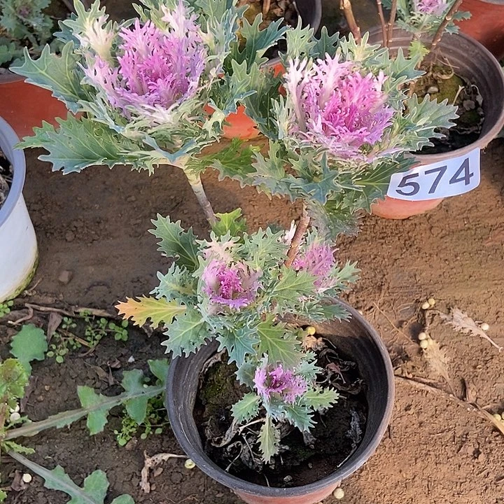 羽衣甘蓝粉雨荷多头574