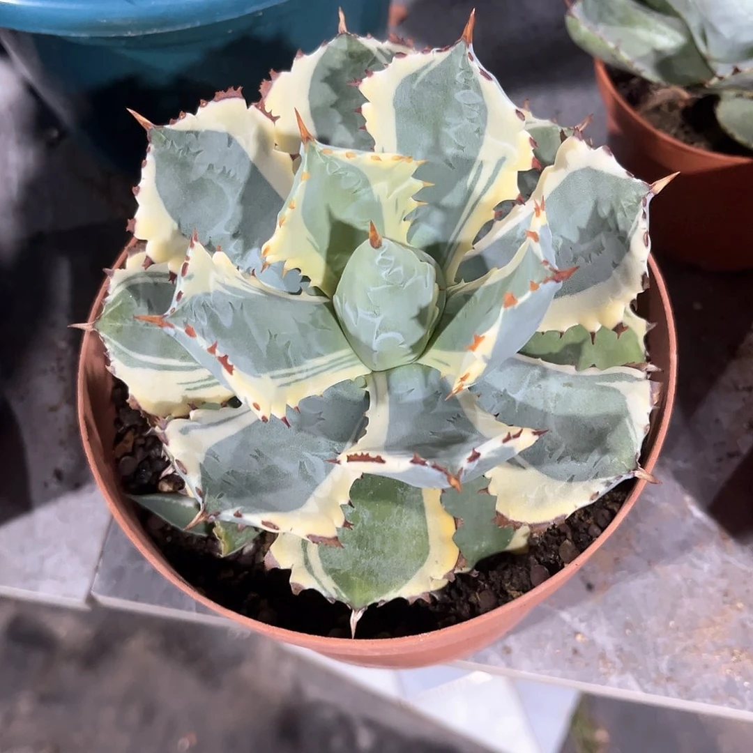 不****观龙舌兰连刺甲蟹锦40