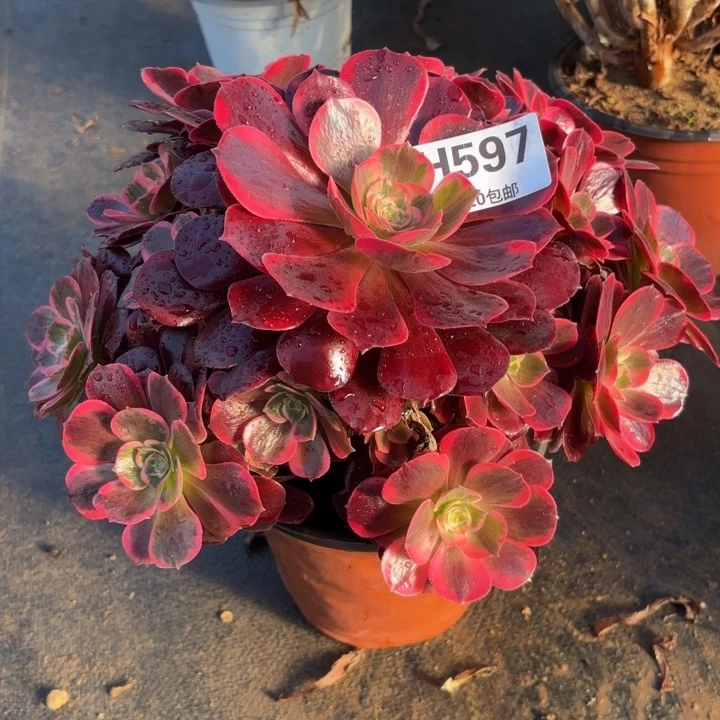 瑞妈，。。。。597。美杜莎，