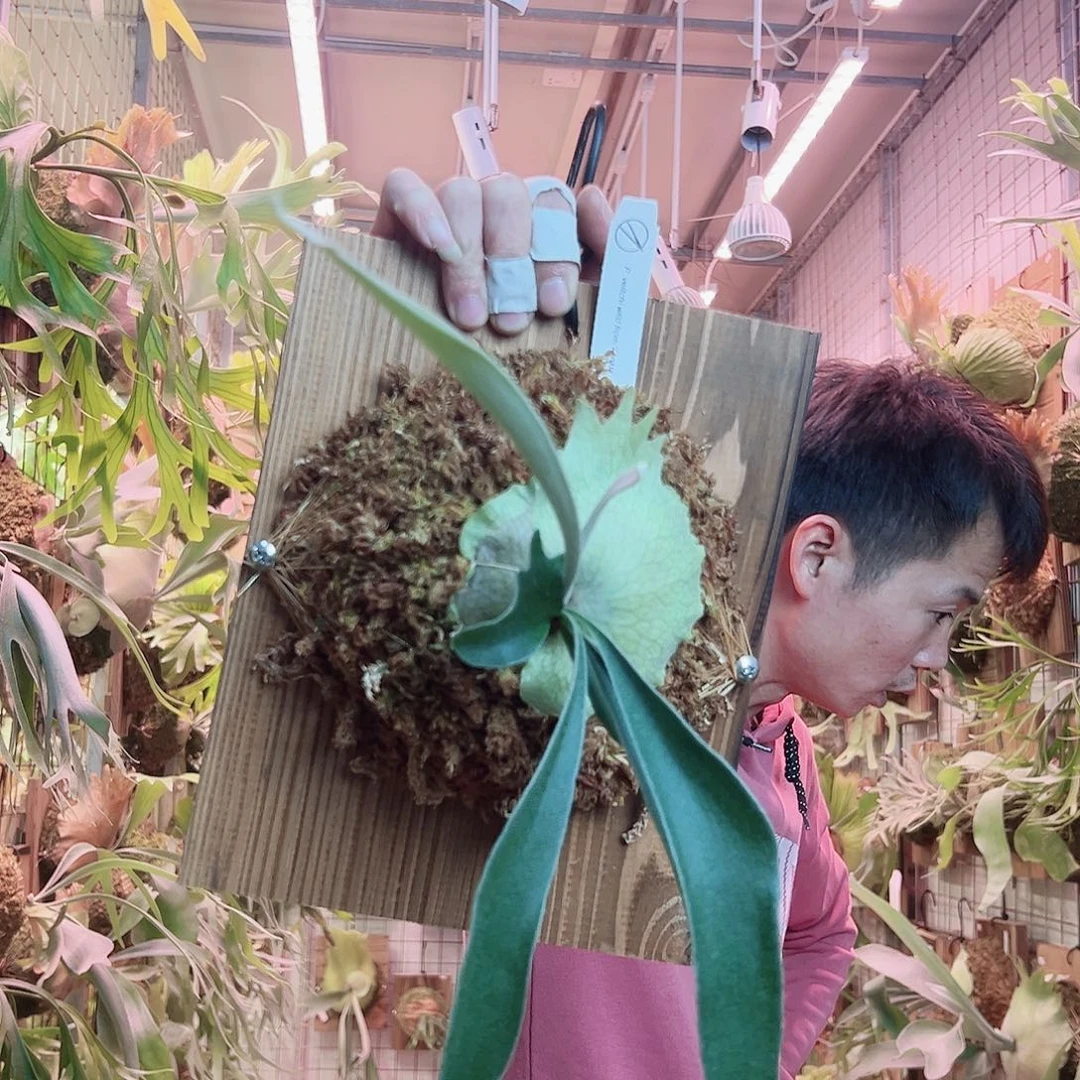 无花朵野银孢子苗a14。