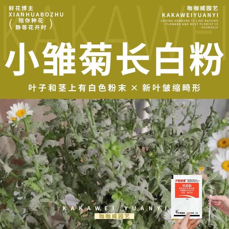 【小雏菊白粉病专用药】叶片茎有一层白粉状霉层叶片变黄干枯脱落‌
