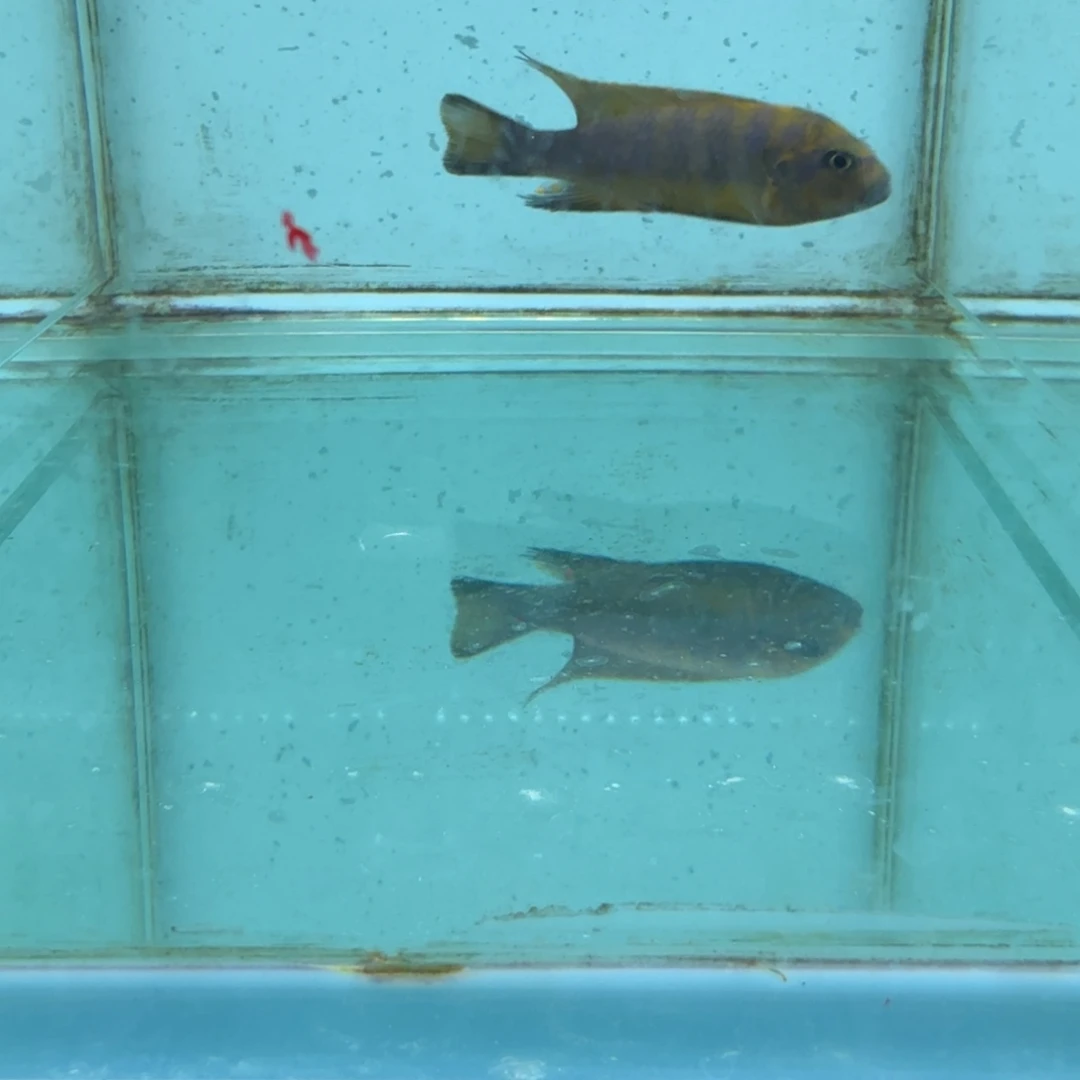S***…海水麒麟斑马1431。