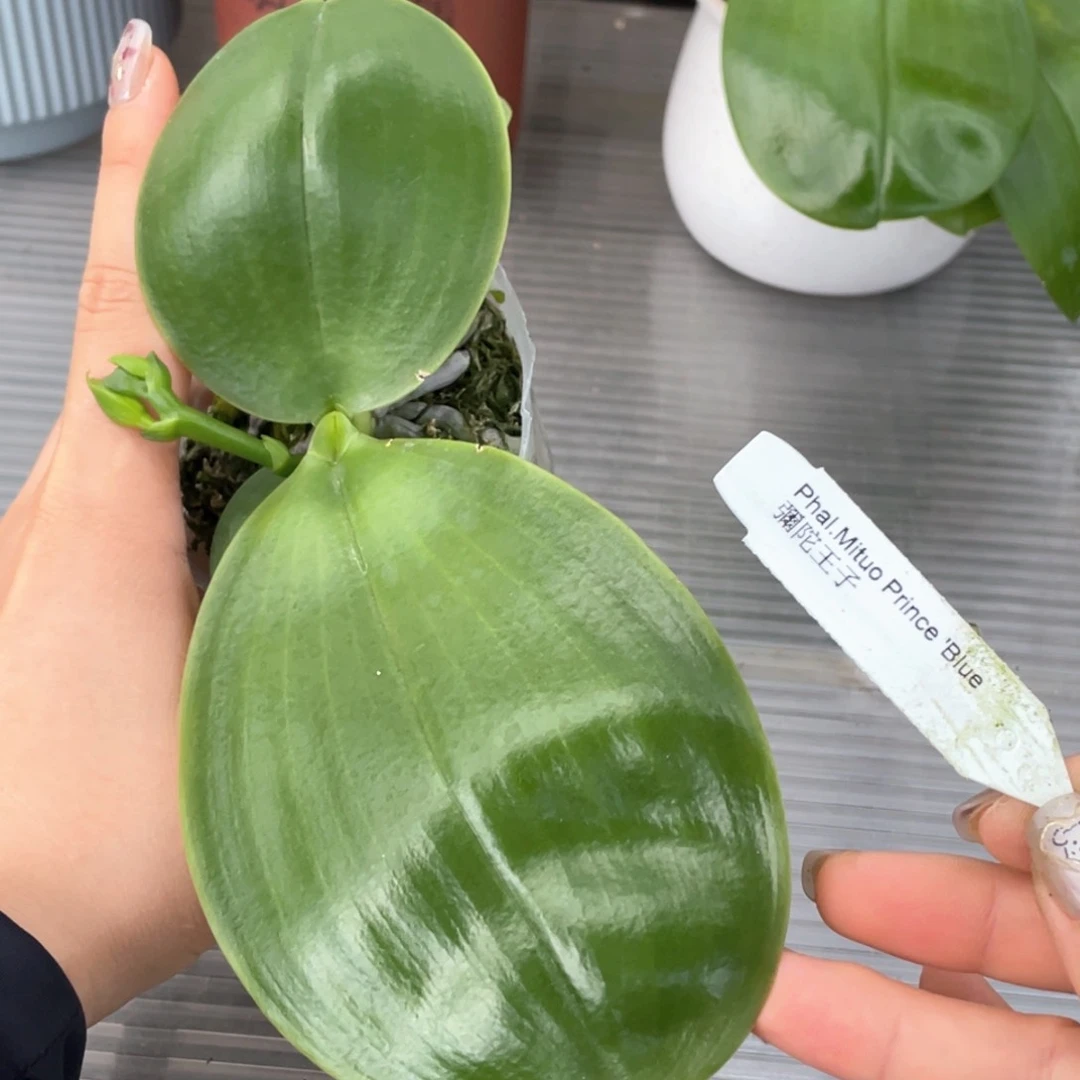 当前无花栽培后可以开花【弥陀王子】2.5寸花苞