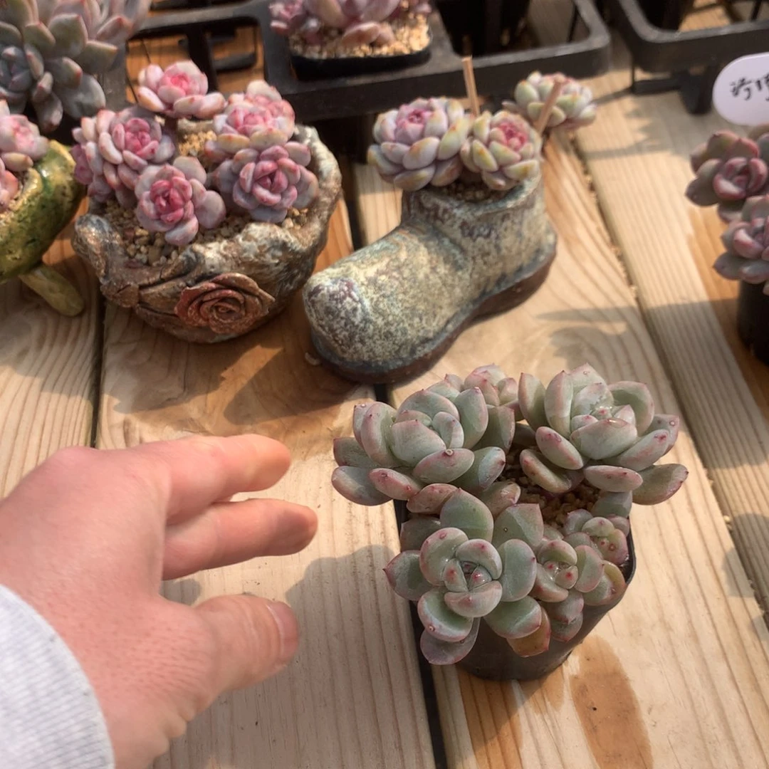 ?****毛小卷毛突尼斯发货多肉2