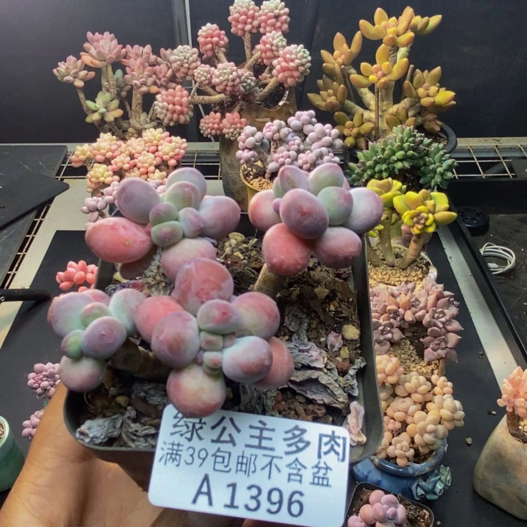 396苹果奶一代多肉6cm