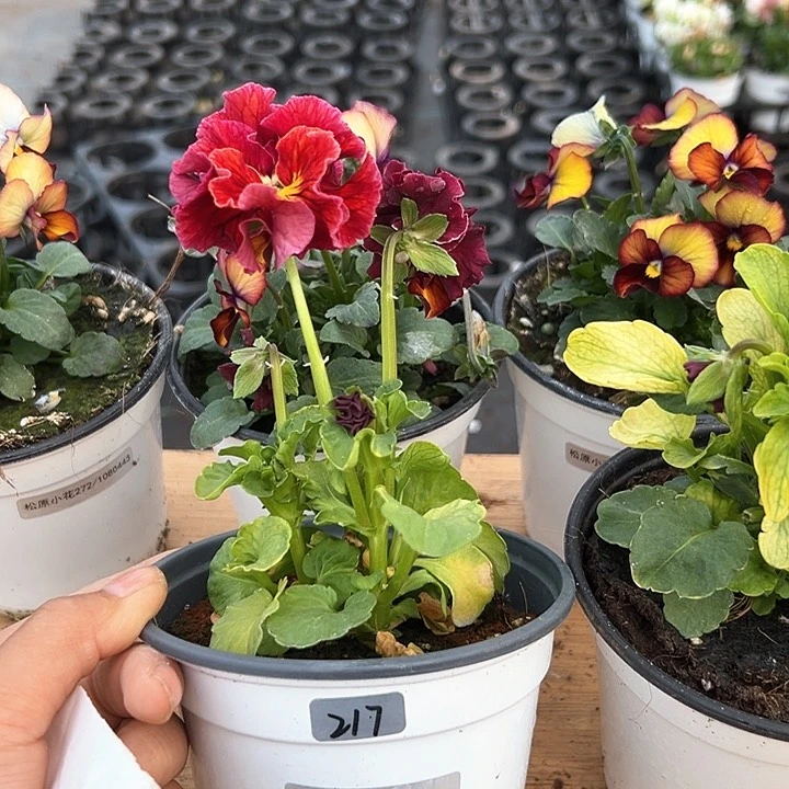 红陶抖音直播闪拍217