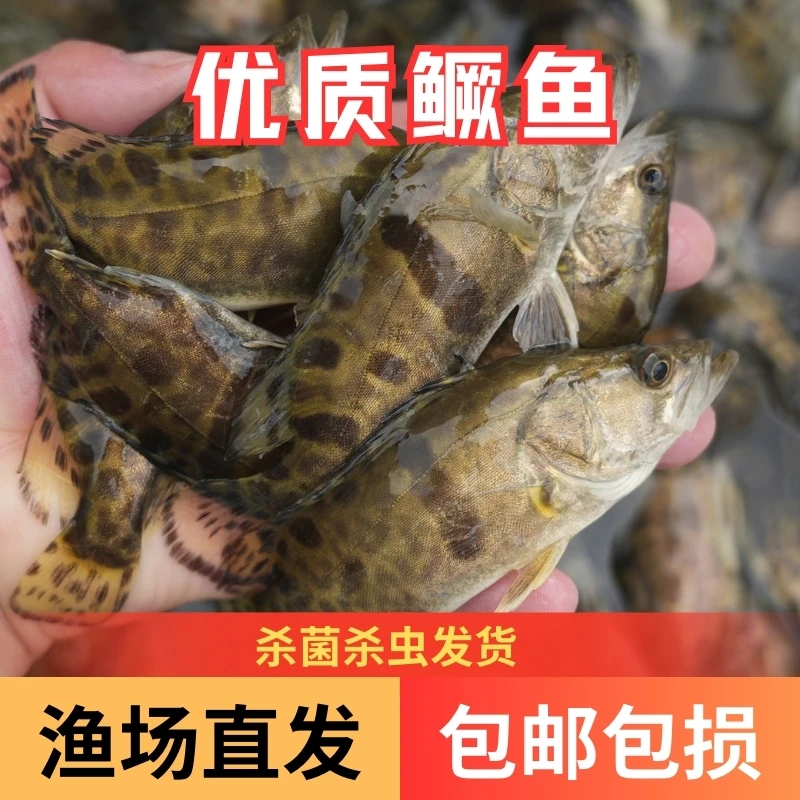 【活体】优质白鳜鱼桂花鳜鱼翘嘴鳜鱼观赏鱼淡水鱼渔场直发