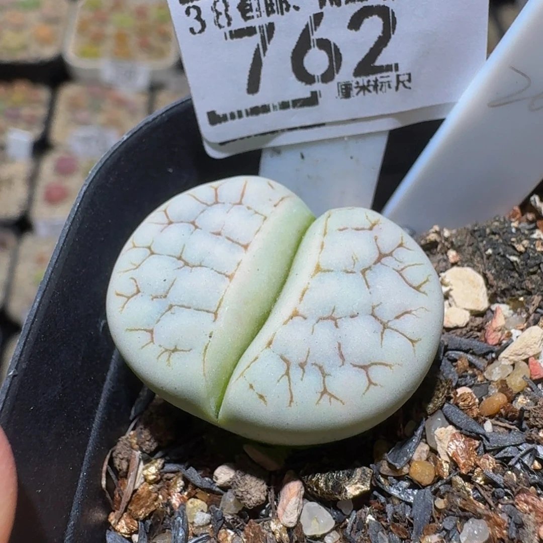 Sssss生石花肉锥762
